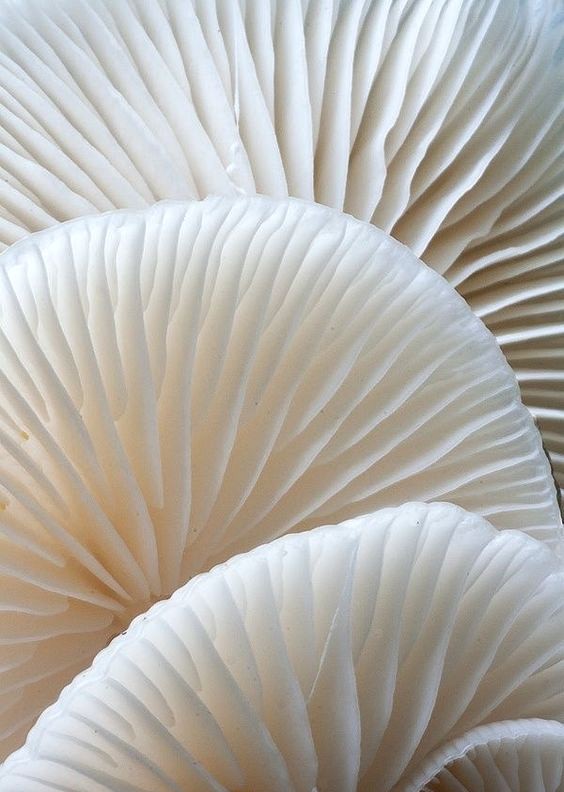 Weisse Formen, welches die Form und Transparenz von Porzellan darstellt