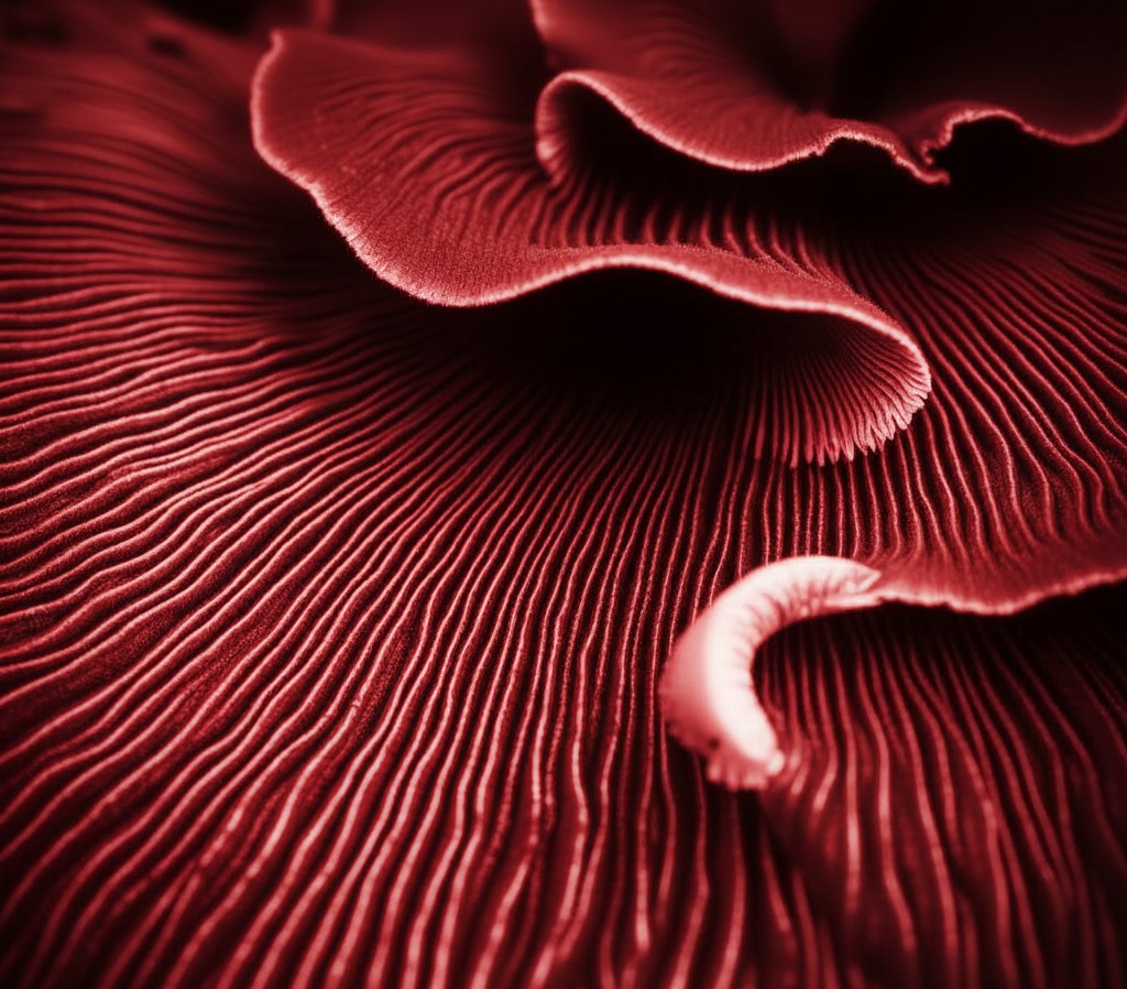 Symbolische Form von rotem Porzellan um die Feinheit und Besonderheit des Materials zu betonen